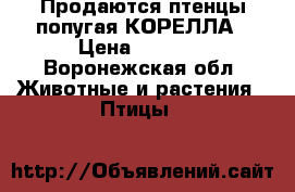 Продаются птенцы попугая КОРЕЛЛА › Цена ­ 2 500 - Воронежская обл. Животные и растения » Птицы   